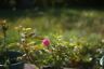 2381798 Enna Rare Munchen Germany In Exakta Sony