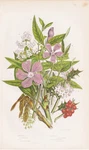 Ilex Aquifolium Flowers Botany Anne Pratt Lithograph 1870. Fixed Price $13.98.