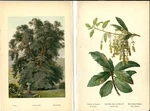 Antique Print Leccio Tree Botanical Leaves Quercus Ilex 1890. Fixed Price $20.99.